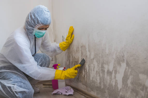 Best White Mold Remediation in Fruitland, MD