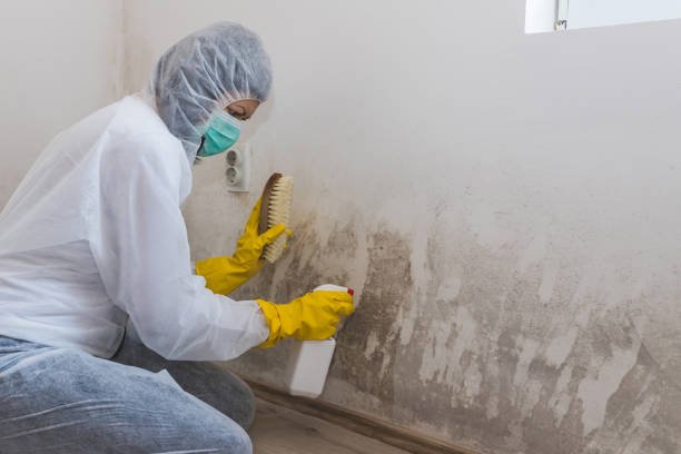 Reliable Fruitland, MD Mold Remediation Solutions