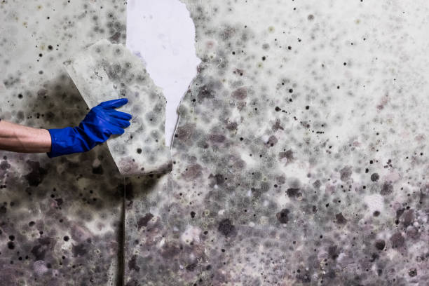 Best Attic Mold Remediation in Fruitland, MD