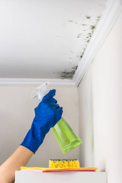 Best Industrial Mold Remediation in Fruitland, MD